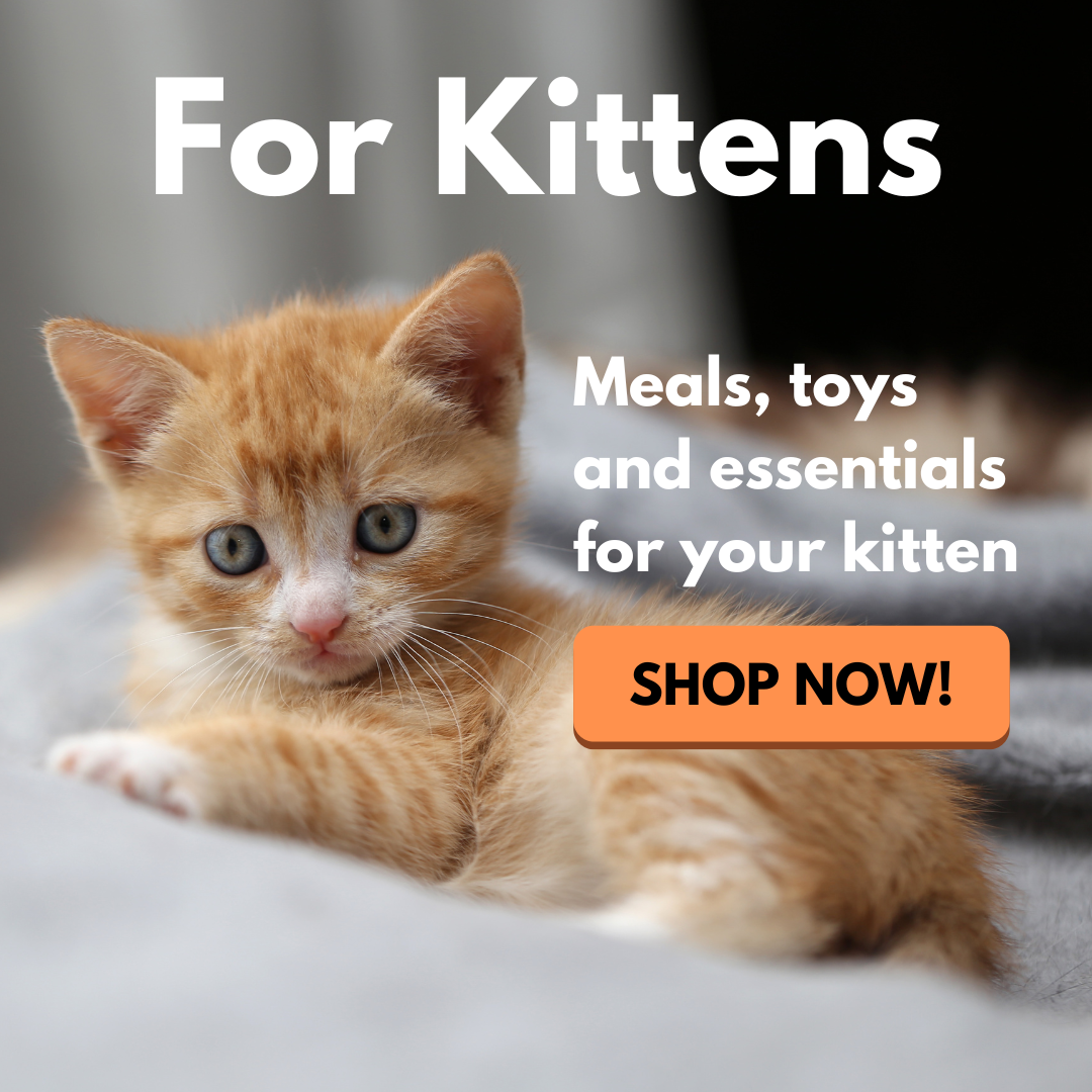 buy kitten food, kitten treats, litter and supplies for kitten Singapore