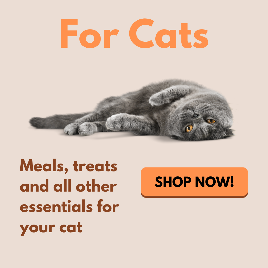 buy cat food, cat supplies, cat litter in Singapore