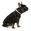 Fuzzyard Pet Collar - Go Bananas